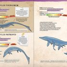 „Cymbospondylus youngorum“ und „Cymbospondylus petrinus“ mit Infos zu Gruppe, Erdzeitalter, Fundort, Ernährung, Größe. Illustrationen zeigen Fischsaurier.