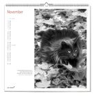 November, Zitat: „Es heißt, Bücher finden ihre Leser...“ Schwarze Katze auf Herbstblättern; Kalenderlayout.