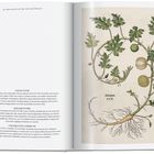 Text über Koloquinte, ein drastisches Abführmittel. Rechts eine botanische Illustration der Pflanze mit Blättern und Wurzel.
