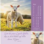 Mai-Kalenderblatt mit Schafmotiv. Bibeltext: "Gott hat seinen Engeln befohlen, dass sie dich behüten auf allen deinen Wegen." Psalm 91,11.