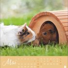 Mai-Kalender; zwei Meerschweinchen berühren sich vor einem Holzunterschlupf auf grünem Gras.