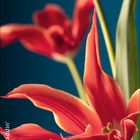 „Tulipa 'Aladdin'“; Kalender für Mai mit roten Tulpen vor blauem Hintergrund.