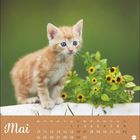 Kalendertext: Mai. Bild: Ein junges, oranges Kätzchen steht auf einem Geländer neben gelben Blumen.