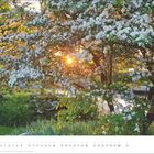 Kalenderseite für Mai. Blühender Baum vor einem See, Sonnenlicht scheint durch die Blüten.