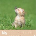 „Mai.“ Ein Kätzchen sitzt im Gras mit einem Schmetterling auf der Nase, Kalender unten.