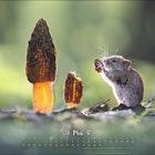 "Mai" steht in eleganter Schrift mit einem Kalender darunter. Eine Maus sitzt neben zwei Morcheln im Grünen.