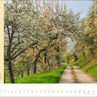 Auf dem Eduard-Mörike-Weg. Deutschland, Baden-Württemberg. Blühende Bäume entlang eines Pfades, Kalender für Mai.