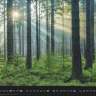 05, 01 02 03 04 05 06 07 08 09, 16 17 22 23 30. 
Lichtstrahlen durchdringen einen dichten Wald aus hohen Bäumen.