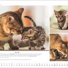 "BENGALKATZE MIT JUNGEN. MINIME. Mai Kalender mit niedlichen Katzenbildern. Aufnahmen zeigen erwachsene und junge Bengal-Katzen."