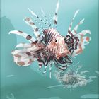 05. Kalender mit einem detailreichen, schillernden Rotfeuerfisch in Blau- und Brauntönen im Wasser.