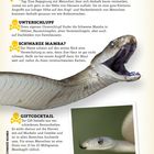 Texte informieren über die Jagd- und Verhaltensweisen der Schwarzen Mamba. Abbildungen einer Mamba mit aufgerissenem Maul.