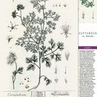 Text: Coriandrum, Coriander, September, 36. Woche, 6-12, Montag-Sonntag, Curry. 

Illustration einer Korianderpflanze mit Details.