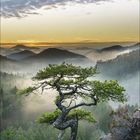 Kalender mit Monat Mai 2021, Daten markiert und verwitterter Baum vor Berglandschaft im Nebel bei Sonnenaufgang.