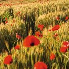 Kalenderblatt Mai 2027, darunter ein Feld mit roten Mohnblumen und einem Haus im Hintergrund.