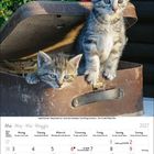 "Mai · May · Mai · Maggio 2027. Zwei Kätzchen in einem offenen Koffer, umgeben von roten Blumen."