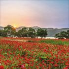 Ein rotes Mohnfeld im Vordergrund, dahinter Bäume und ein Sonnenaufgang über einem hügeligen Horizont.