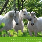 Kalenderseite für Mai 2027. Drei weiße Pferde stehen nebeneinander in einer grünen, bewaldeten Landschaft.