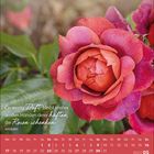 Zitat: "Ein wenig Duft bleibt immer an den Händen derer haften, die Rosen schenken." Darunter befindet sich ein Kalender.
