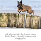 Kalenderseite: APRIL, 20. bis 27., Zitat von Samuel Butler, darunter Hund springt über Holzpfähle am Strand.