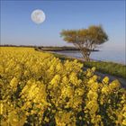 Kein Text vorhanden. Gelbes Rapsfeld unter blauem Himmel, einsamer Baum am Ufer mit deutlichem Vollmond.