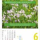 "Wiesenschaumkraut... bildet eine würzige Zutat für Joghurtsoßen." Kalender mit Wiesenblumen, Datum 6. April, Dienstag.