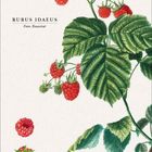 RUBUS IDAEUS, Fam. Rosaceae. Himbeerenzweig mit grünen Blättern. Unten Blüten und Himbeerdetails. Mai 2021-Kalenderblatt.
