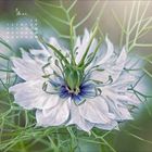 Gezeigt wird der Monat Mai mit einem Kalender. Eine Nahaufnahme einer gefiederten, weiß-blauen Blume, umgeben von grünem Laub.