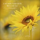 Text: "Es gibt überall Blumen für den, der sie sehen will. Henri Matisse." 
Sonnenblume vor gelbem, unscharfem Hintergrund.