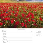 Kalenderseite für Juni 2027. Ein Mohnblumenfeld in den Bergen von Umbrien, Italien.