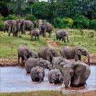 Eine Elefantenherde trinkt an einem Fluss inmitten grüner, bewaldeter Landschaft.