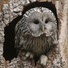 Eine Eule schaut aus einer Baumhöhle. Sie hat dichtes, graues Gefieder und große, dunkle Augen.