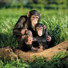 Zwei Schimpansen sitzen auf einem Baumstamm im Gras. Sie wirken vertraut und schauen aufmerksam in die Ferne.