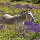 Es gibt keine Texte im Bild. Ein junges Eselchen steht auf einer grünen Wiese und schaut nach vorne, mit großen, aufmerksamen Ohren.