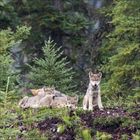 Ein Wolf steht in einem grünen Feld mit kleinen weißen Blumen. Er schaut aufmerksam nach rechts.