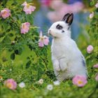 Ein Kaninchen mit schwarz-weißen Flecken sitzt zwischen rosa Blüten und Gänseblümchen im Gras.