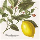 "Citrus lumia risso, Fam. Rutaceae" steht unter einer botanischen Illustration eines Zitronenbaums mit Früchten.
