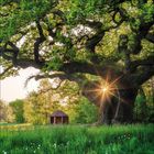 Keine Texte erkennbar. Eine große Eiche mit Sonnenstrahlen zwischen den Ästen, im Hintergrund ein kleines hölzernes Häuschen.