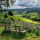 Ich kann keine Texte im Bild erkennen. Eine Holzbank steht auf einer Blumenwiese mit Blick auf ein grünes Tal und bewaldete Hügel.