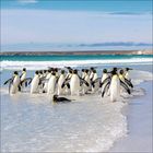 Pinguingruppe steht und schwimmt am klaren Strand, türkisblaues Meer im Hintergrund, sanfte Wellen und heller Himmel.