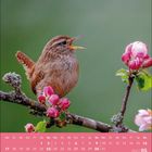 Kalender für Mai 2027 unten. Ein kleiner Vogel sitzt auf einem Ast mit rosa Blüten.