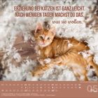 "Erziehung bei Katzen ist ganz leicht. Nach wenigen Tagen machst du das, was sie wollen." Ein Kätzchen liegt in Federn.