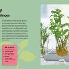 Hack Nr. 13: Minze aus Stecklingen. Ihr braucht: frische Minzetriebe, scharfes Messer, Glas oder Schale, etc. Text über Minzanbau. Rechts im Bild Minzpflanzen in Gläsern.