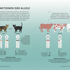 Interaktionen der Allele. Dominante Gene sind nicht immer besser. Beschriftungen über Katze mit "Tabby, Schwarz" und Kuh mit "Rot, Rotbunt, Weiss".
