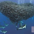 SICHERHEIT IM SCHWARM: Delfine umkreisen einen dichten Schwarm kleiner Fische im tiefblauen Wasser.