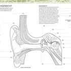 "OHR UND GLEICHGEWICHT. Anatomische Illustrationen zeigen Ohrstrukturen. Legenden erklären Teile des Hör- und Gleichgewichtsorgans."
