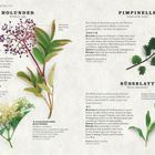 "Holunder", "Pimpinelle" und "Süßblatt" als Titel. Detaillierte Beschreibungen und Illustrationen der Pflanzen.