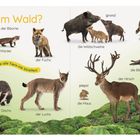 "Wer lebt im Wald? Viele Tiere leben im Schatten der Bäume." Tiere: Marder, Fuchs, Waschbär, Wildschweine, Dachs, Luchs, Hirsch.