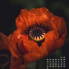 Kalender mit Mai, darauf große rote Mohnblume mit dunklem Hintergrund.