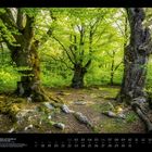 05, Knorrige alte Buchen im Hutewald Halloh. Beeindruckende Bäume mit kräftigen Stämmen und frischem grünem Laub.