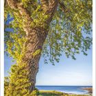 Kalenderseite Mai 2027. Ein großer Baum vor blauem Himmel und Meer, mit grünem Gras im Vordergrund.